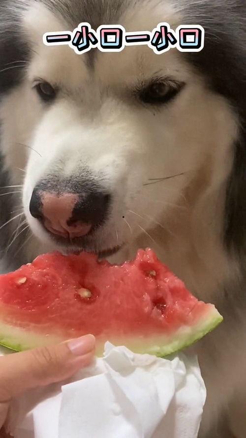 狗子可以吃小瓜嘛,小瓜是否适合狗狗食用？
