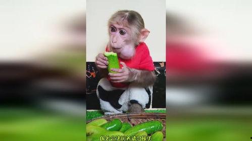猴哥结婚吃瓜视频,吃瓜群众围观婚礼盛况