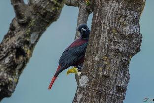 重庆明星小挂件,传承巴渝文化，点亮生活美学