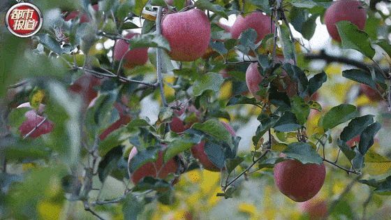 洛宁网红路,探寻网红打卡地的魅力之旅