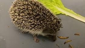 刺猬吃瓜痕迹图片,瓜皮上的痕迹揭秘