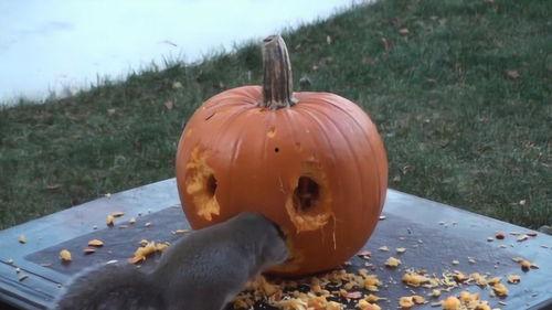 松鼠吃瓜视频,萌宠趣味瞬间捕捉