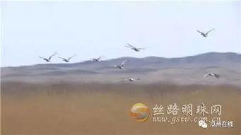 瓜州老师兔候鸟,瓜州老师与候鸟的和谐共生之旅