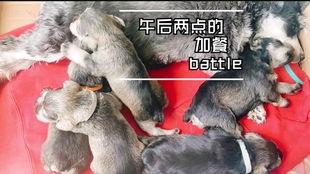 会吃瓜的小狗故事