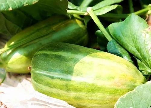 瓜怎样吃才好看,解锁瓜类美食的视觉盛宴