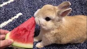 小兔吃不吃瓜,吃瓜还是不吃瓜？