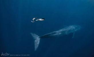 鲸网红唱的,探寻海洋深处的音乐传奇