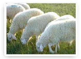 网红洋羊520,浪漫邂逅，甜蜜告白